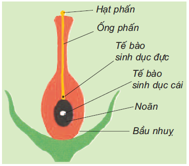 Củng cố kiến thức