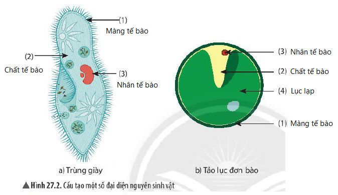 Cấu tạo của tảo lục đơn bào: Khám phá chi tiết và ứng dụng thực tế