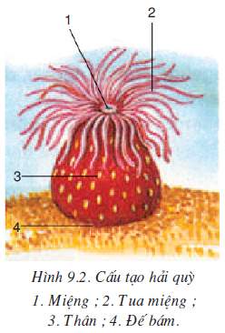 Củng cố kiến thức