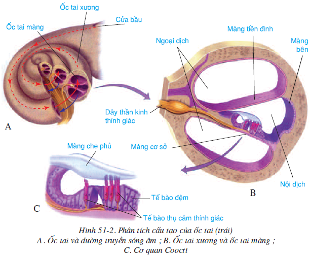 Các tế bào thụ cảm thính giác nằm ở đâu và vai trò quan trọng của chúng